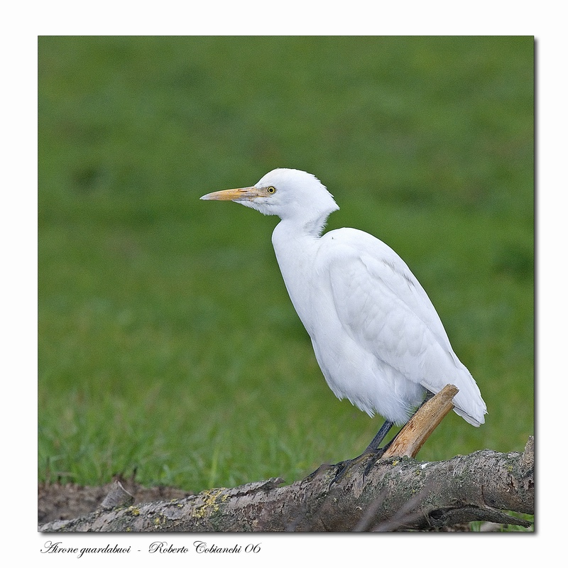 Airone guardabuoi - Bubulcus ibis
